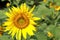 Sunflower;Â helianthus;Â turnsole;Â heliotrope